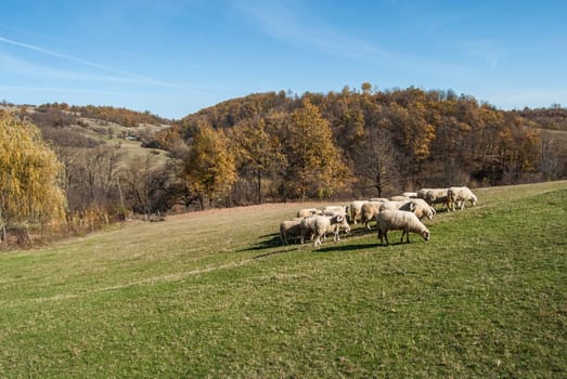 Herd of sheep on mountain pasture in sunny autumn day