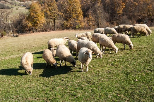Herd of sheep on mountain pasture in sunny autumn day