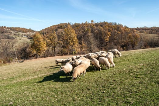 Herd of sheep on mountain pasture in sunny autumn day