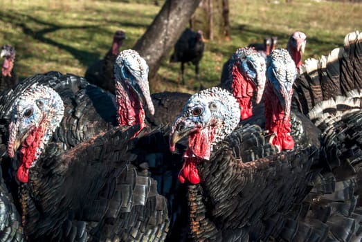 Free range domestic turkeys of meadow in mountain farmyard