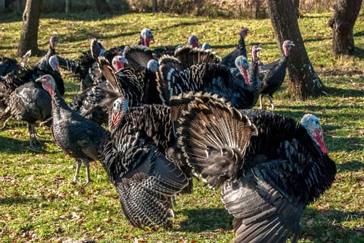Free range domestic turkeys of meadow in mountain farmyard
