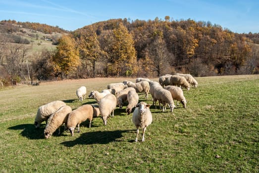 Herd of sheep on mountain pasture in sunny autumn day