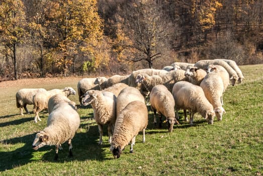 Herd of sheep on mountain pasture in sunny autumn day