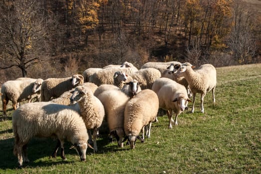 Herd of sheep on mountain pasture in sunny autumn day