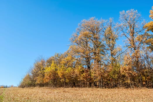 Field and trees in autumn on blue sky background