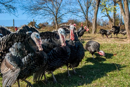 Free range domestic turkeys of meadow in mountain farmyard