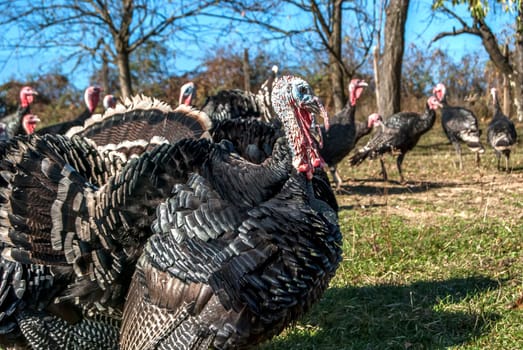 Free range domestic turkeys of meadow in mountain farmyard