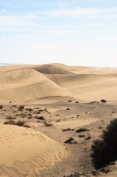 Texture Sand Dune Desert in Gran Canaria Island Spain