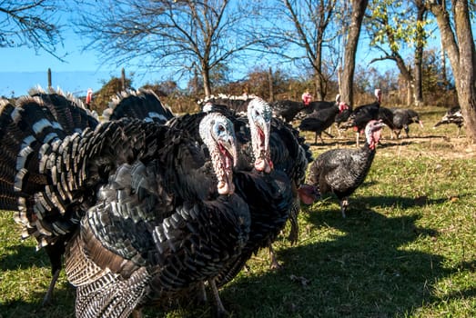 Free range domestic turkeys of meadow in mountain farmyard