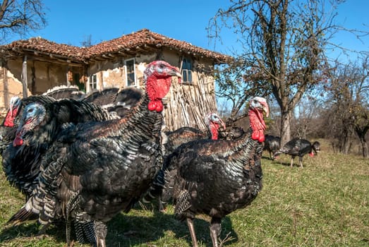 Free range domestic turkeys of meadow in mountain farmyard