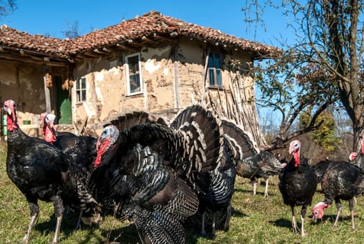 Free range domestic turkeys of meadow in mountain farmyard