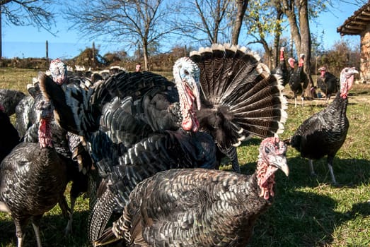 Free range domestic turkeys of meadow in mountain farmyard