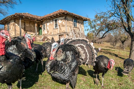 Free range domestic turkeys of meadow in mountain farmyard