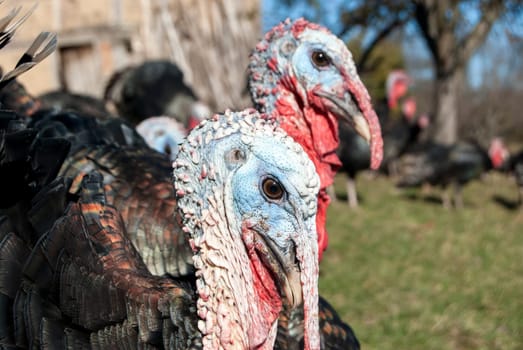 Free range domestic turkey head in mountain farmyard closeup