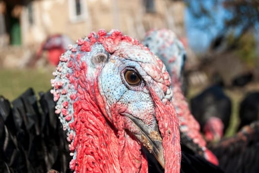Free range domestic turkey head in mountain farmyard closeup