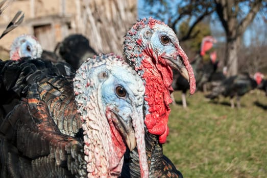 Free range domestic turkey head in mountain farmyard closeup