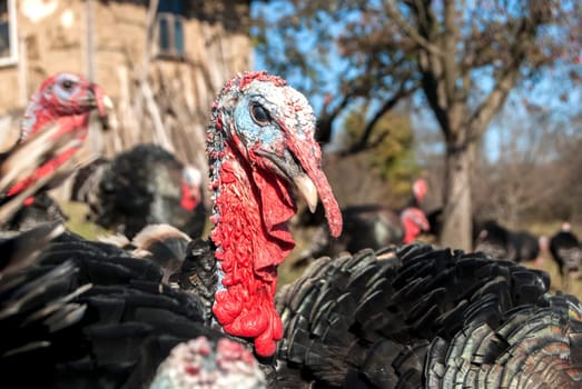 Free range domestic turkey head in mountain farmyard closeup