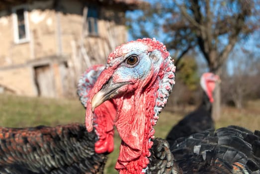 Free range domestic turkey head in mountain farmyard closeup