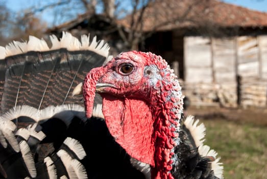 Free range domestic turkey head in mountain farmyard closeup