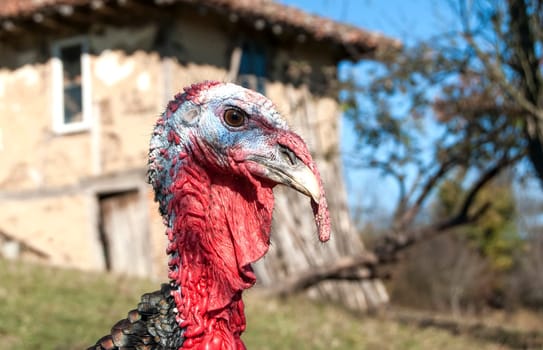 Free range domestic turkey head in mountain farmyard closeup