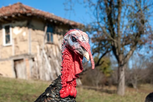 Free range domestic turkey head in mountain farmyard closeup