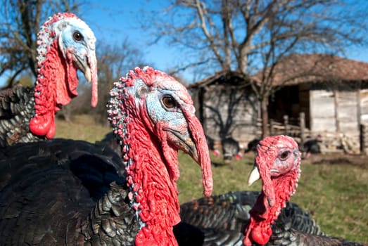 Free range domestic turkey head in mountain farmyard closeup