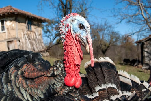 Free range domestic turkey head in mountain farmyard closeup