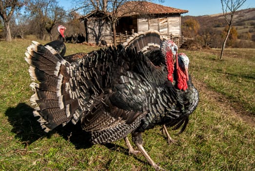 Free range domestic turkeys of meadow in mountain farmyard