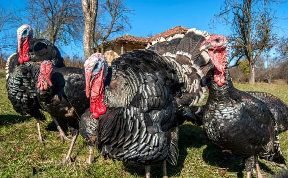 Free range domestic turkeys of meadow in mountain farmyard