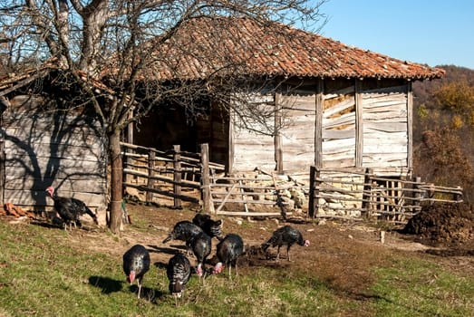 Free range domestic turkeys of meadow in mountain farmyard