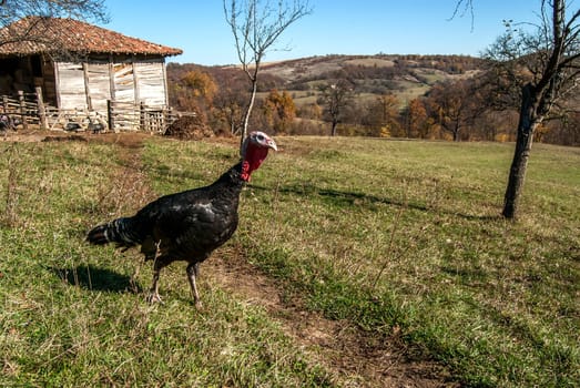 Free range domestic turkeys of meadow in mountain farmyard