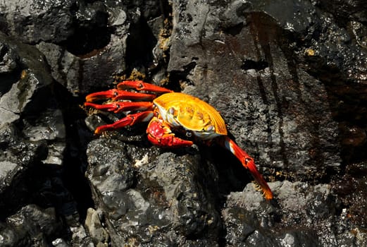 Recorded in Galapagos