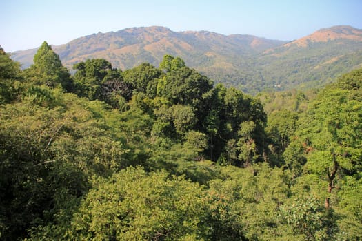 Lush, green forest trees in foreground and red barren mountain in background