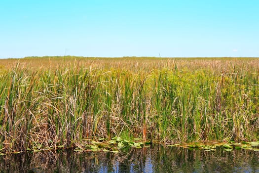 Long distance landscape view of the Everglades wildlife area in Florida, established in 1947 and its ecosystem of water, grasses and reeds on a bright blue sky sunny spring day.