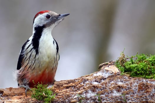 The middle-spotted woodpecker Dendrocopos medius - Wildlife