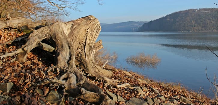 Bizarre roots on the shores of Lake Eder