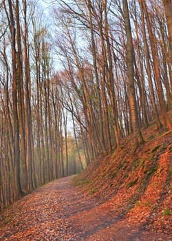 Path in a beech forest at sunset (Czech Republic)