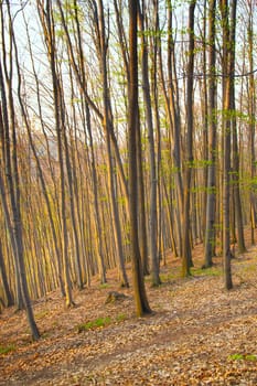 Beech forest in the spring and in the sunset light