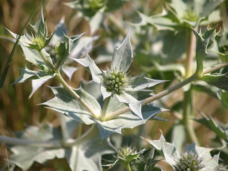 Detail of a Eryngium maritimum Sea holly