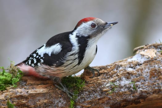 The middle-spotted woodpecker Dendrocopos medius - Wildlife