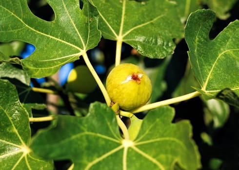 Fig with fig leaf