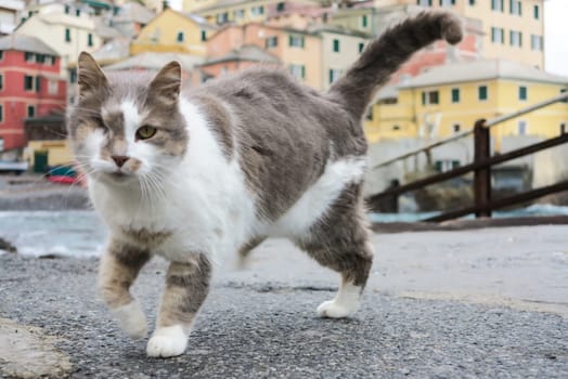 Stray cat in boccadasse