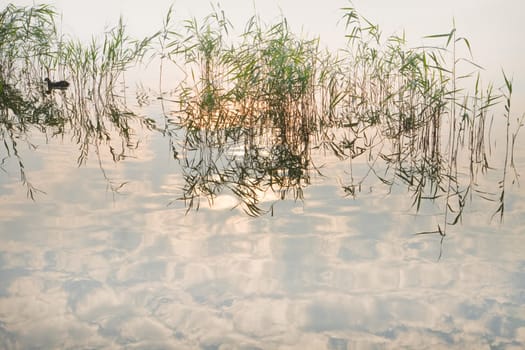 Reflections, birds, reed and a misty sunrise at the lake - horizontal