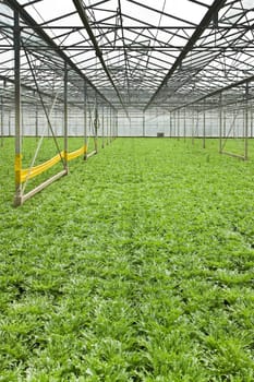 Monoculture of Andive plants growing in glasshouse in summer - vertical