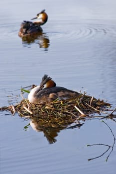 Couple Great crested Grebe in spring on nest with reflection in water