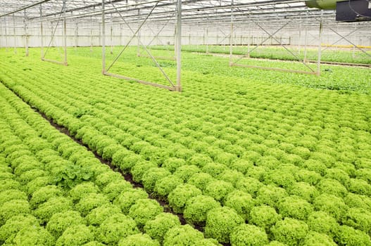 Greenhouse with growing Salad and Andive plants - horizontal
