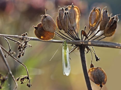 Lacewing in late summer