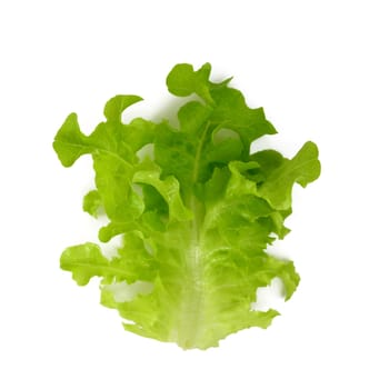 Butter Lettuce