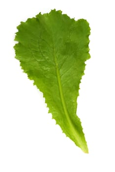 Lettuce
