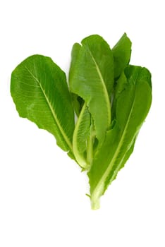 Fresh Lettuce